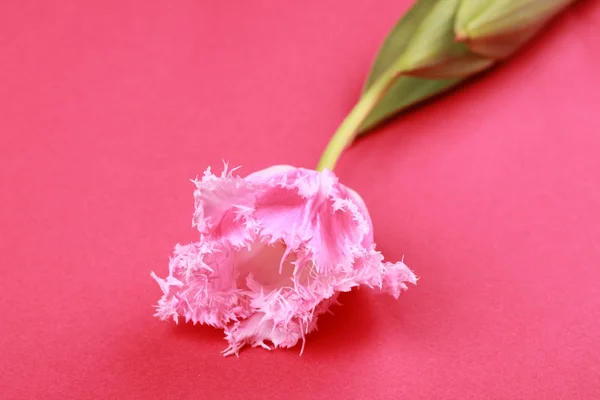 Rosa Tulpen — Stockfoto
