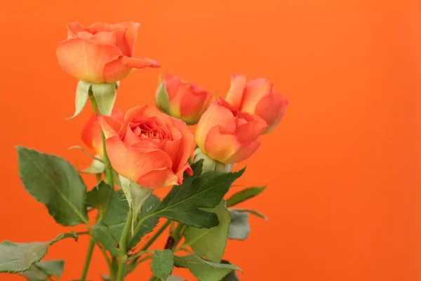 Lovely fresh blossom bright roses — Stock Photo, Image