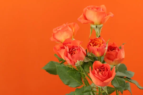 Tender natural roses — Stock Photo, Image