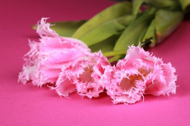 Pembe Laleler