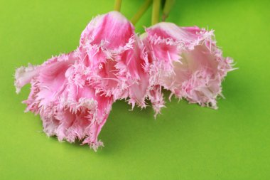 Pembe Laleler