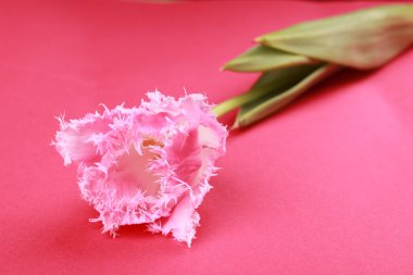 Pembe Laleler