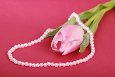 yumuşak beyaz inci kolye ile Pembe Lale.