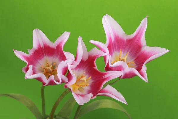 Roze tulpen — Stockfoto