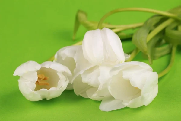 White tulips — Stock Photo, Image