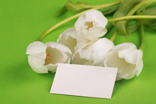 Bílé tulipány s gratulací kartou — Stock fotografie