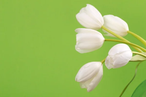 Tulipanes blancos — Foto de Stock