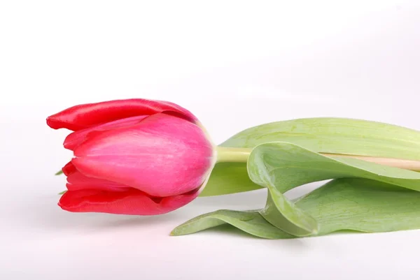 Isolated pink tulip — Stock Photo, Image