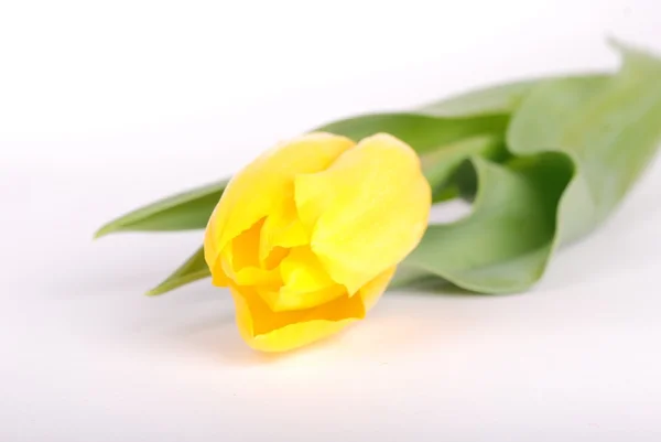 Tulipano giallo — Foto Stock