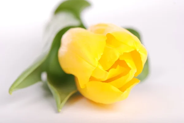 Yellow tulip — Stock Photo, Image