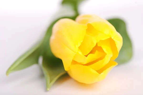 Yellow tulip — Stock Photo, Image