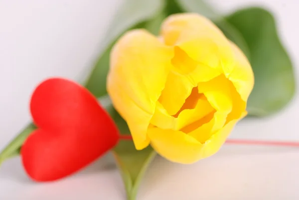 Tulips and decorative heart — Stock Photo, Image