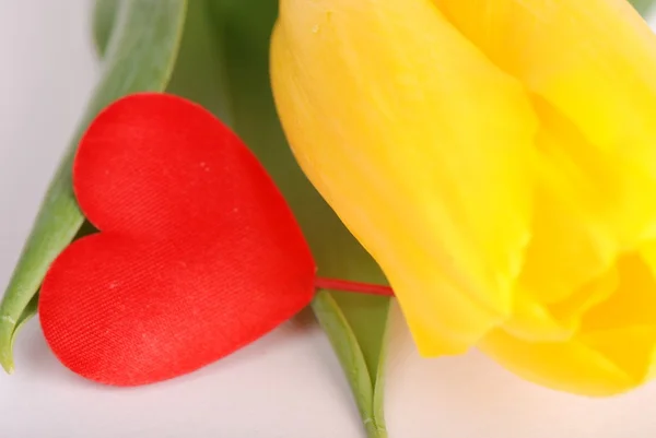 Tulipány a dekorativní srdce — Stock fotografie