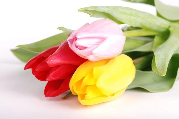 Tulips on a white background — Stock Photo, Image