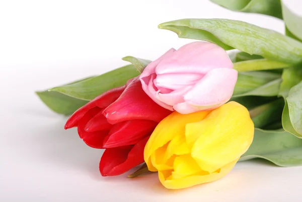 Tulpen auf weißem Hintergrund — Stockfoto