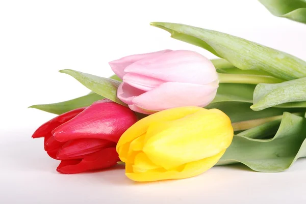 Studio shot of three flowers of different color — Stock Photo, Image