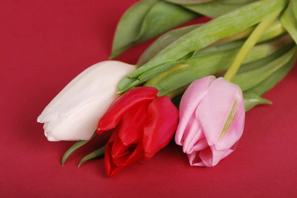Bílé, červené a růžové tulipány — Stock fotografie
