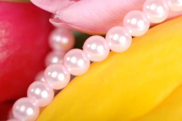 Plan studio de trois tulipes de différentes couleurs sur fond blanc — Photo