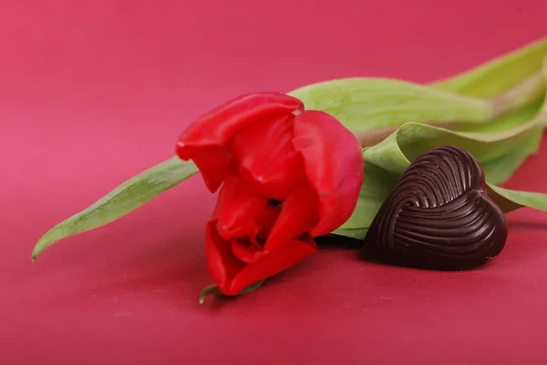 Cartão de decoração da linda tulipa com chocolate preto — Fotografia de Stock