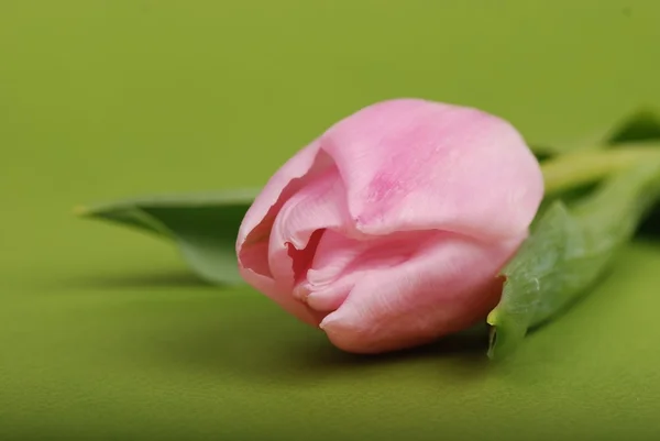 春のチューリップの花 — ストック写真