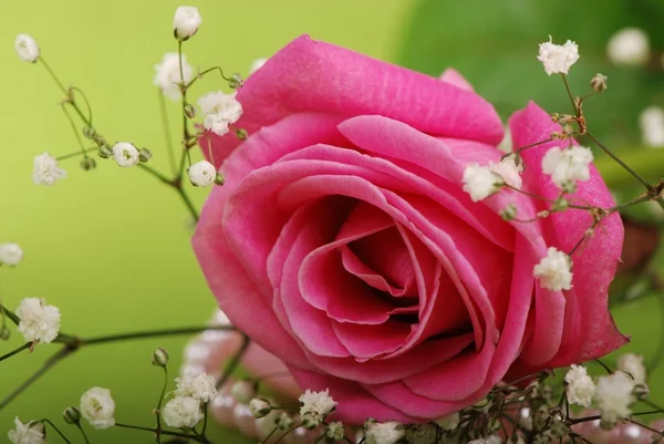 Rosa delicata — Foto Stock