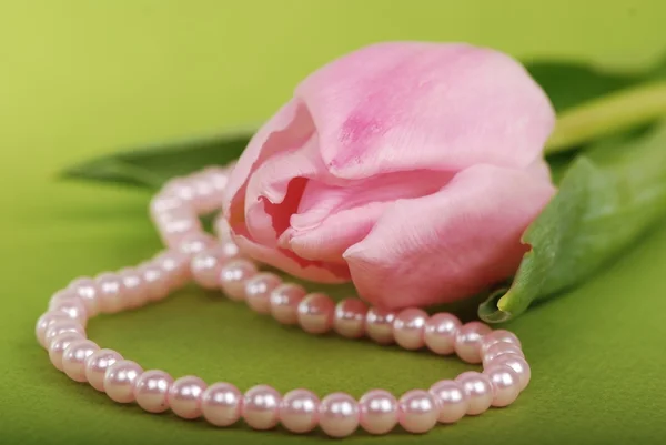 Tulipan różowy z miękkich biały perłowy naszyjnik — Zdjęcie stockowe
