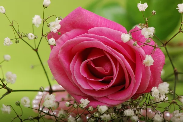 Delikatna róża — Zdjęcie stockowe