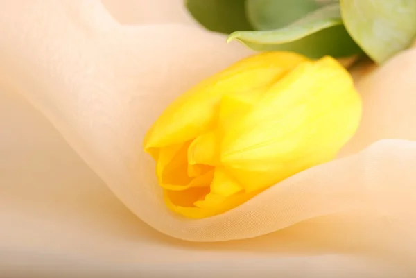 Hermosos tulipanes amarillos sobre un paño blanco — Foto de Stock