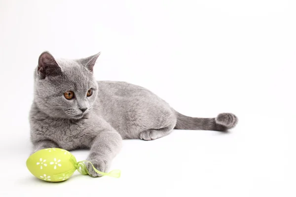 Gato cinza bonito brincando com um ovo de Páscoa — Fotografia de Stock