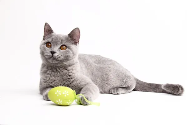 Mignon gris chat jouer avec un Pâques oeuf — Photo