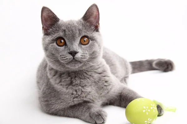 Gato cinza bonito brincando com um ovo de Páscoa — Fotografia de Stock