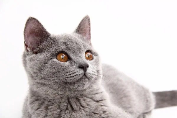 Gato cinzento bonito — Fotografia de Stock