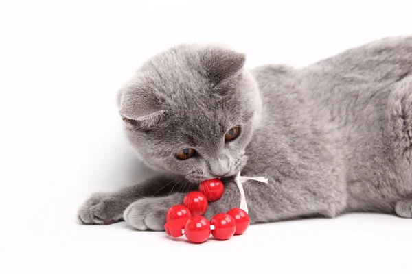 Cute szary kot gra — Zdjęcie stockowe