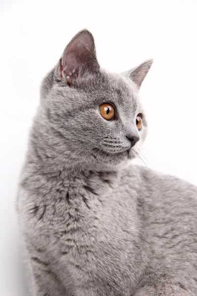 灰色の猫がかわいい — ストック写真