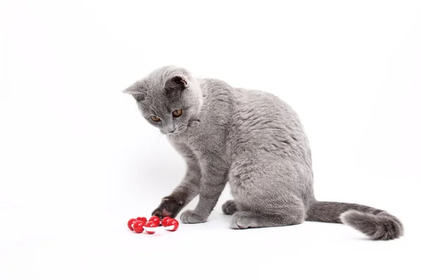 Lindo gato gris jugando — Foto de Stock