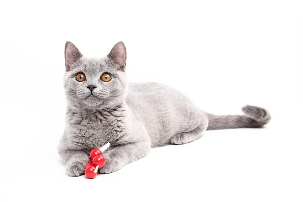 可爱的灰猫 — 图库照片
