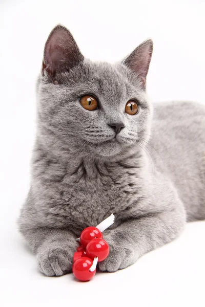 Mignon gris chat jouer — Photo