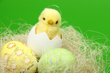 Ester tavuk ve yumurta renk