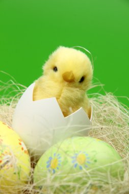 Ester tavuk ve yumurta renk