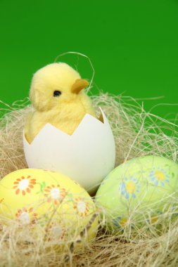 Ester tavuk ve yumurta renk