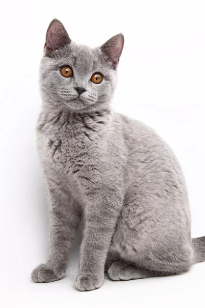 Милий сірий кіт — стокове фото