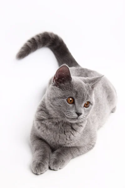 Mignon chat gris — Photo