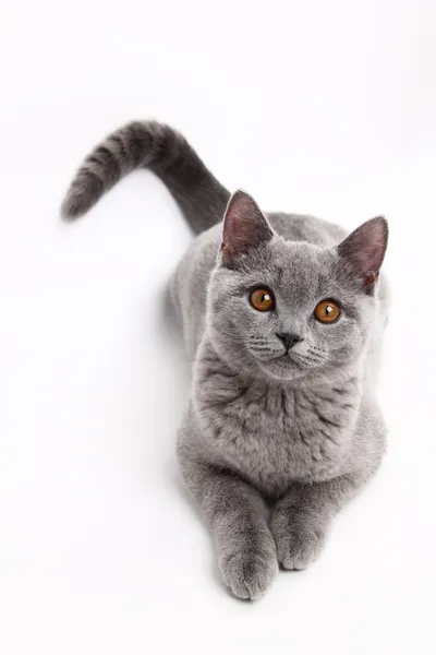 Cute grey cat — Stock Photo, Image