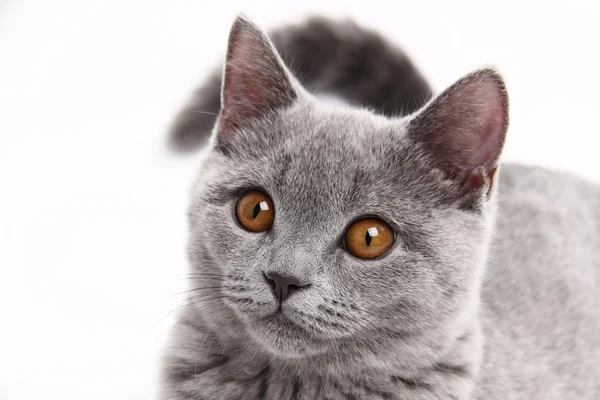 Cute grey cat — Stock Photo, Image