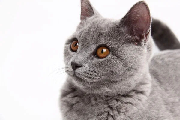 可爱的灰色猫咪 — 图库照片