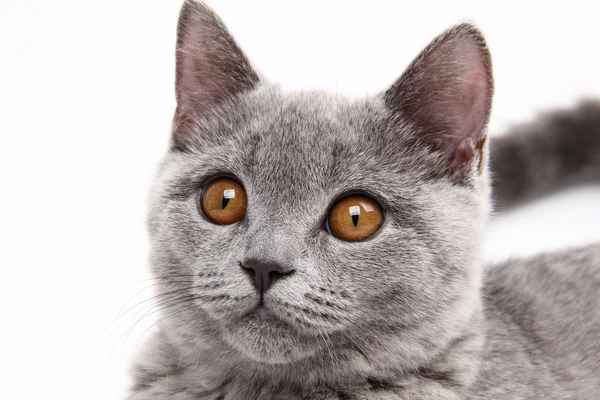 Симпатичная серая кошка — стоковое фото