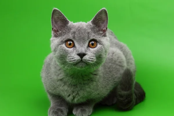 Carino gatto grigio — Foto Stock