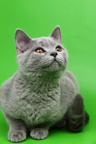 Gato cinzento bonito — Fotografia de Stock