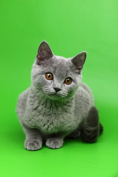 Cute grey cat — Stock Photo, Image