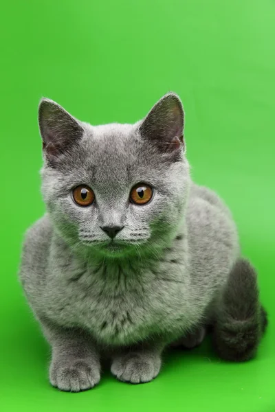 Cute grey cat — Stock Photo, Image